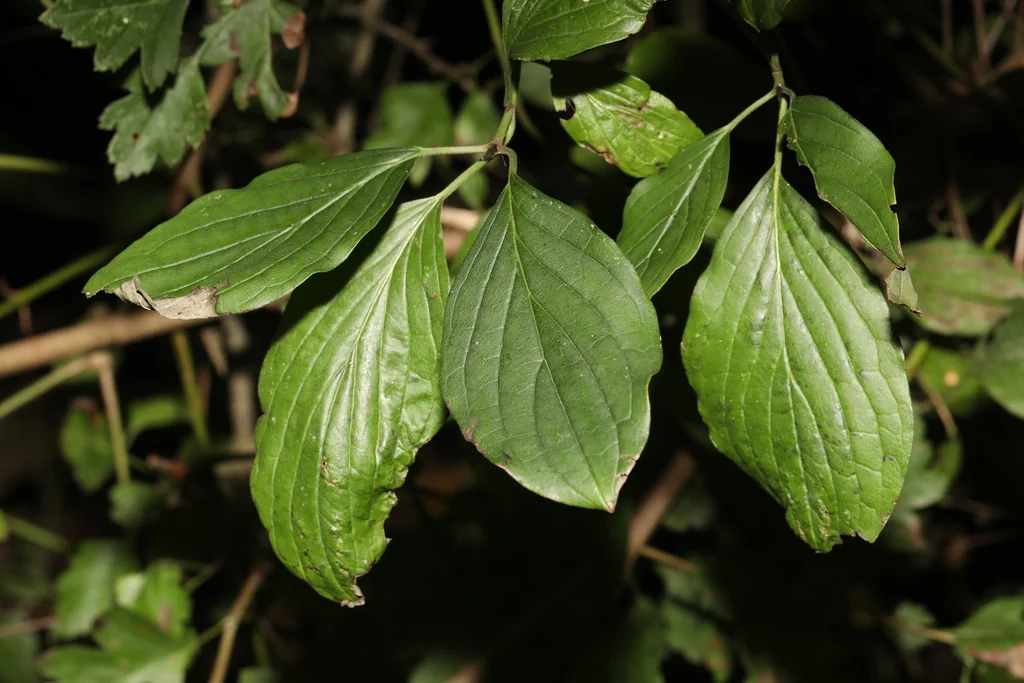 Cornus sanguinea