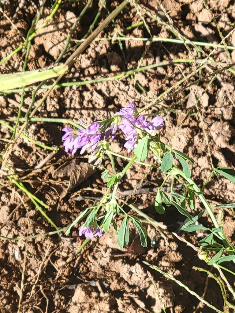 Medicago Sativa