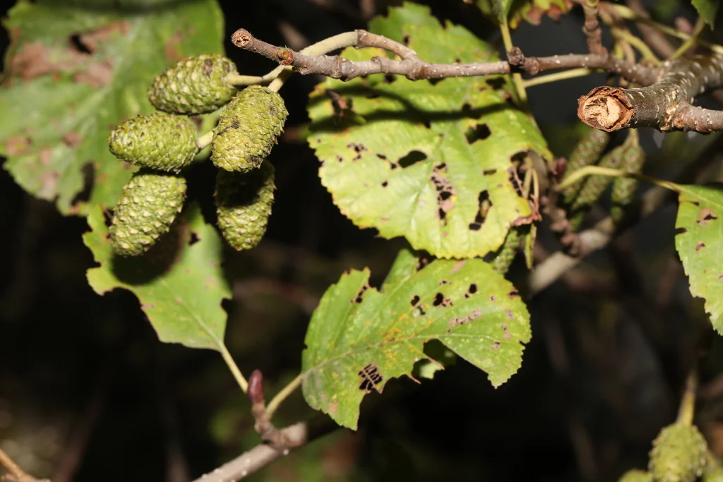 Alnus Glutinosa