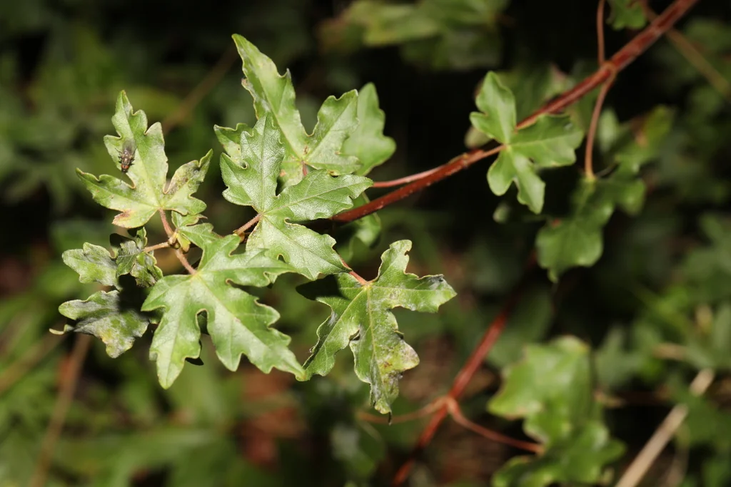 Acer Campestre