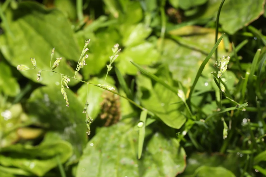 Poa Annua