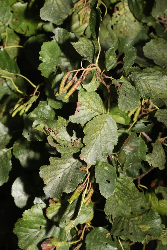 Alnus Glutinosa