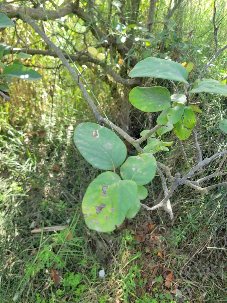 Cydonia Oblonga