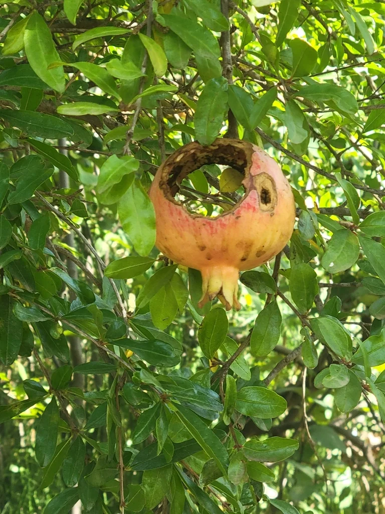 Punica granatum