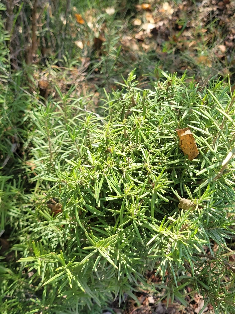 Rosmarinus Officinalis
