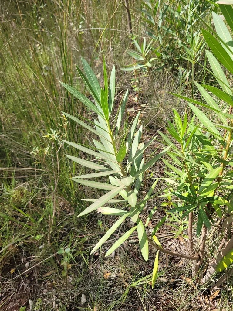 Nerium Oleander