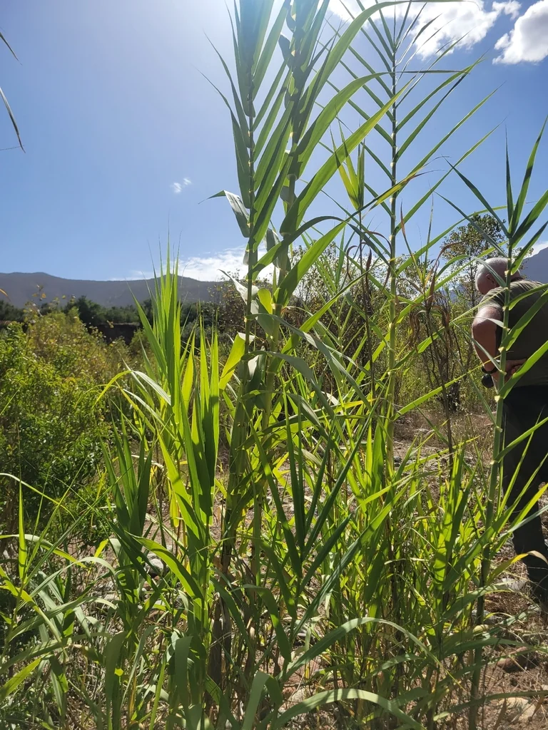 Arundo Donax