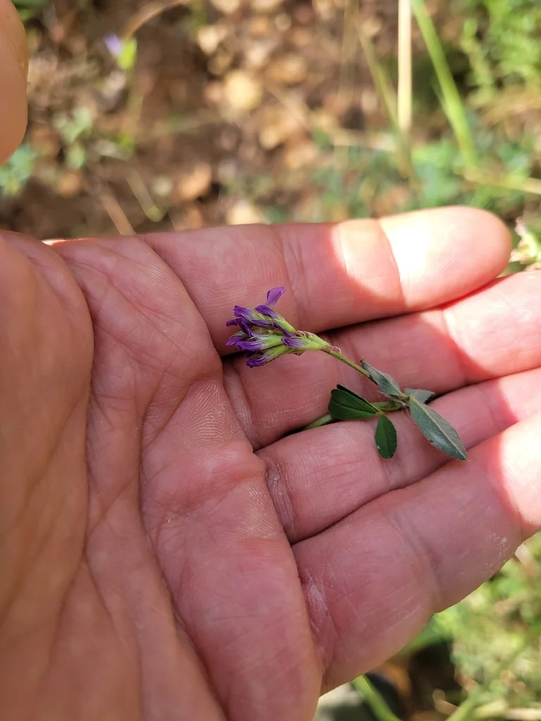 Medicago Sativa