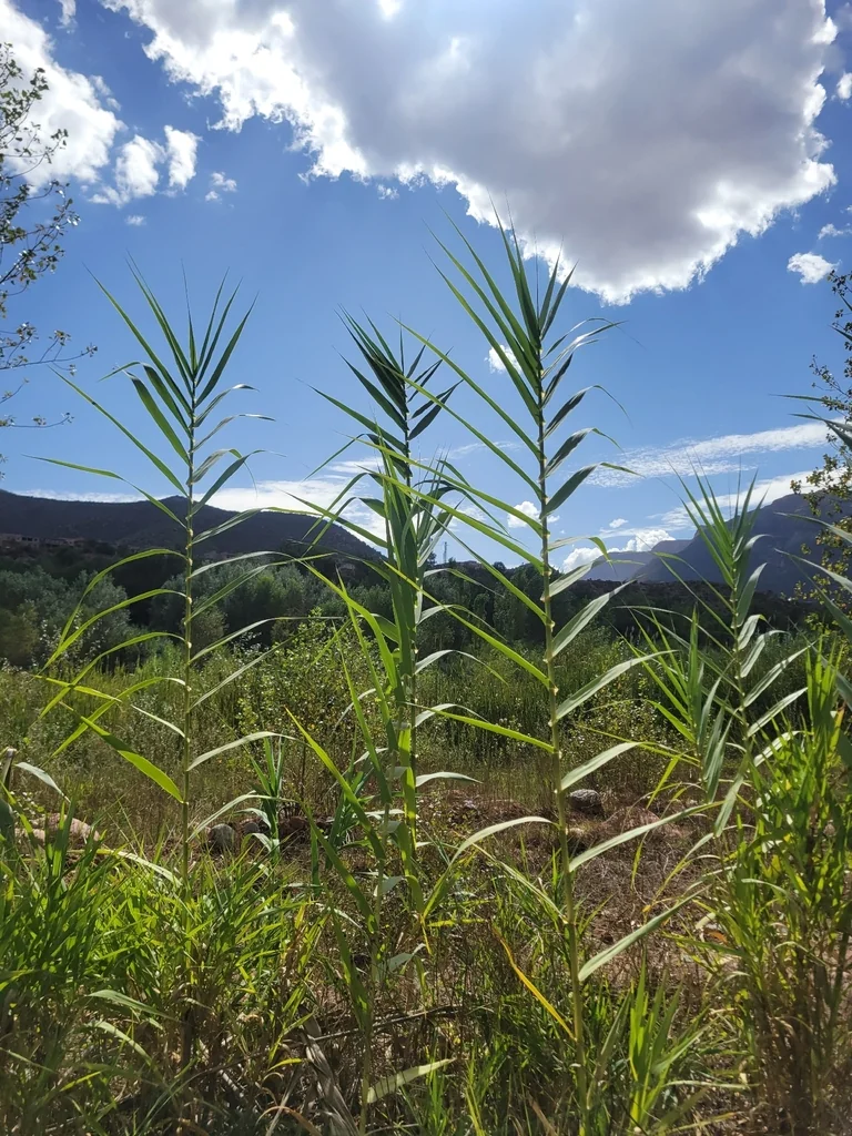 Arundo Donax