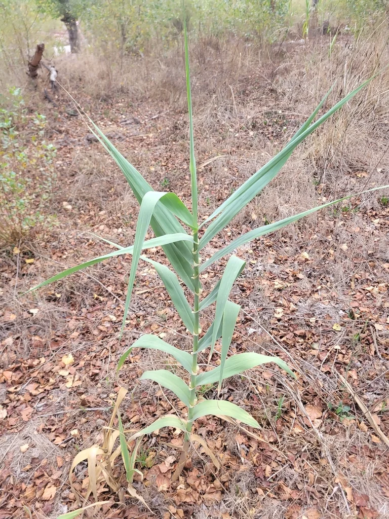 Arundo Donax