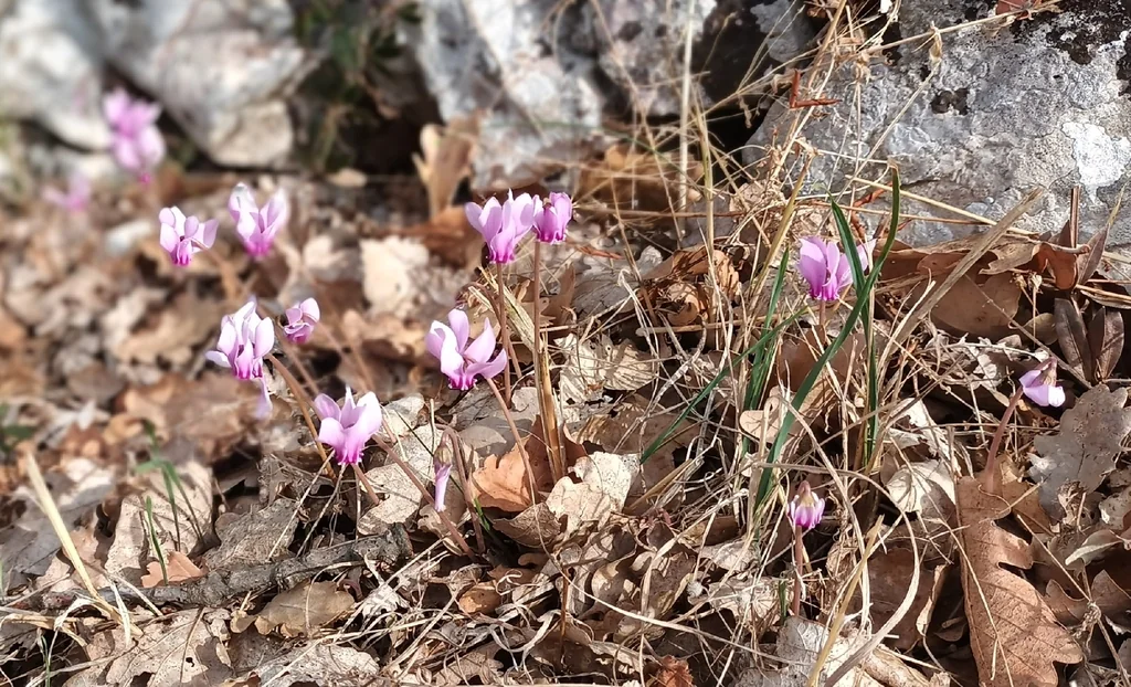 Cyclamen Hederifolium