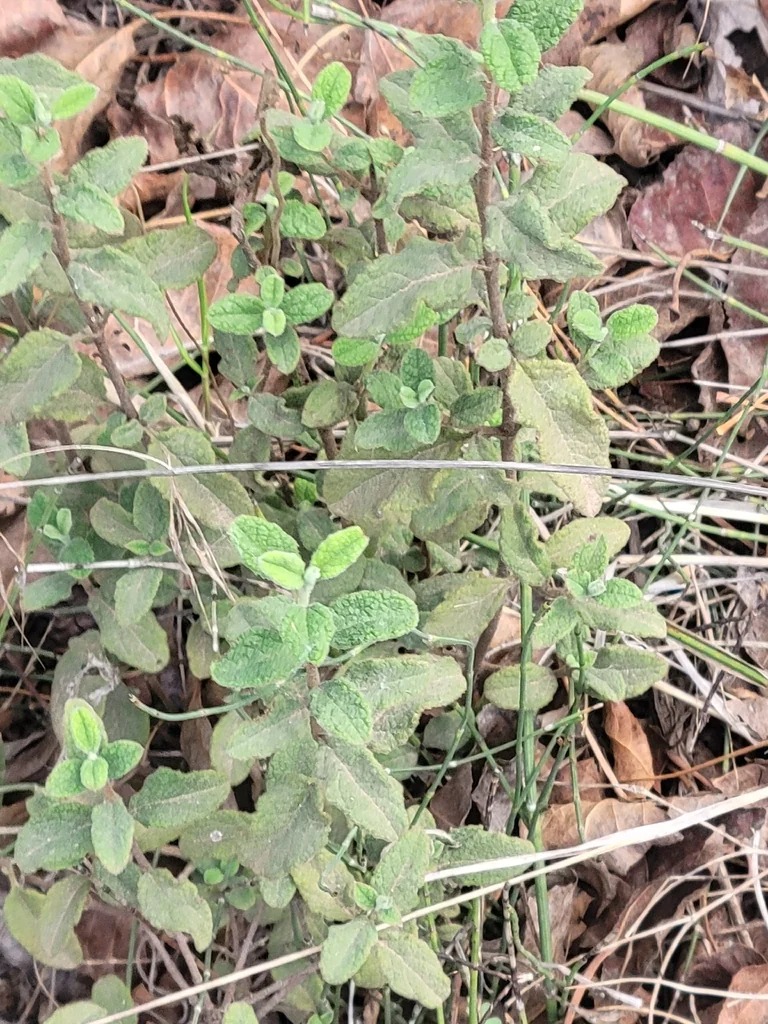 Cistus Salviifolius