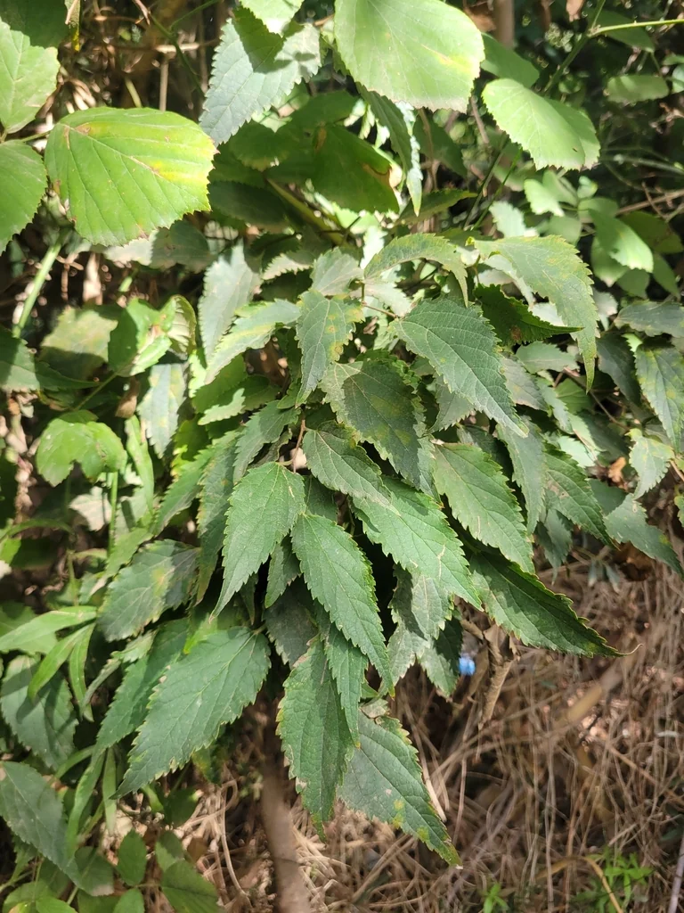 Celtis Australis