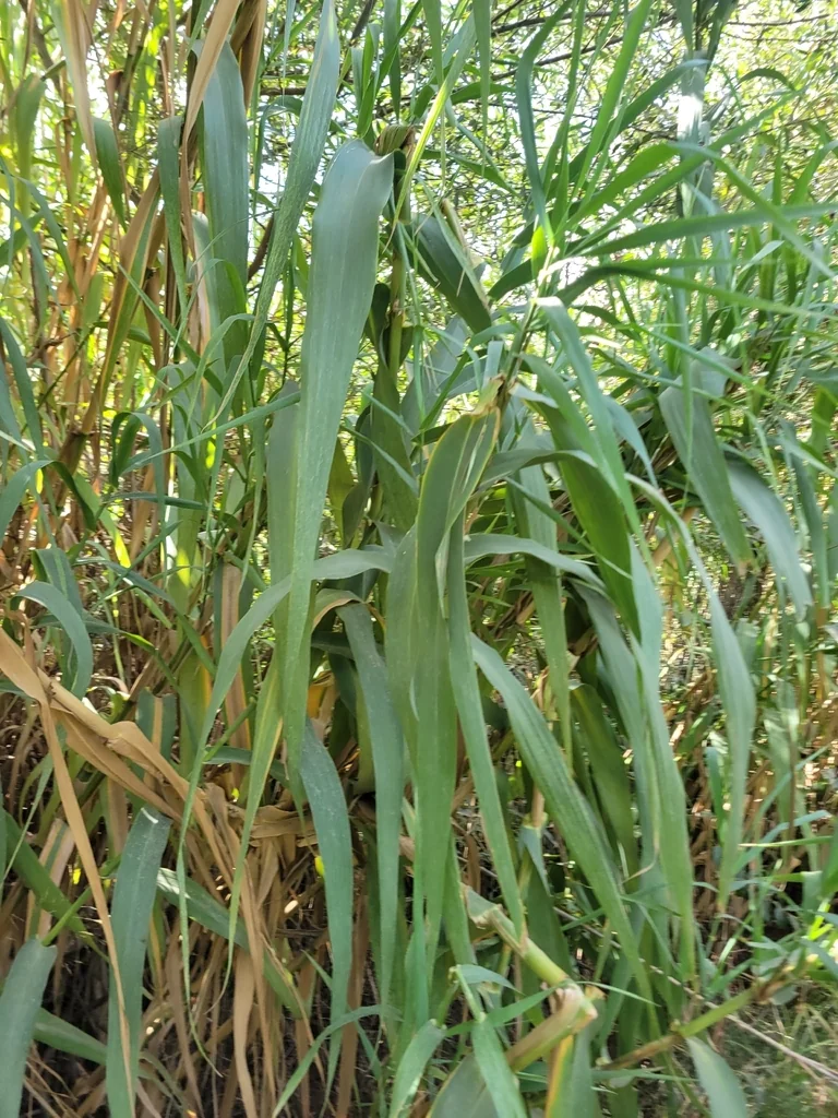 Arundo Donax