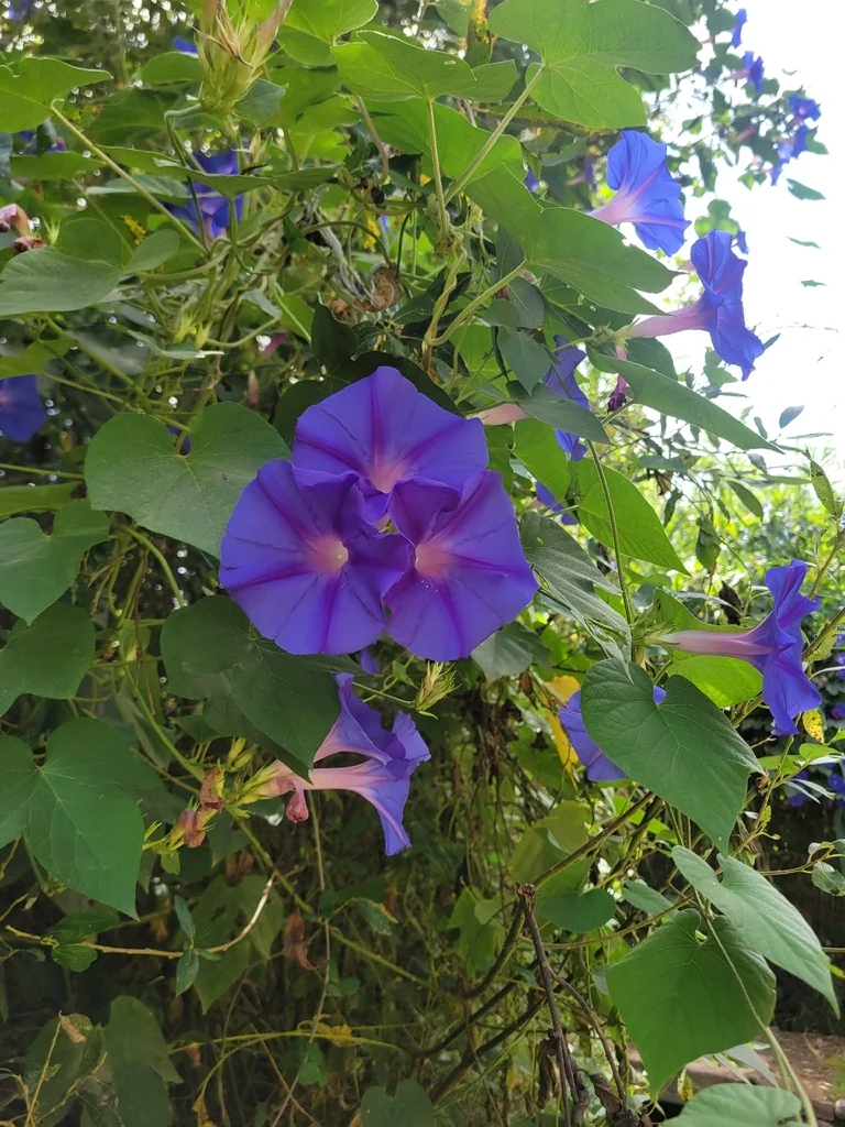 Ipomoea Indica