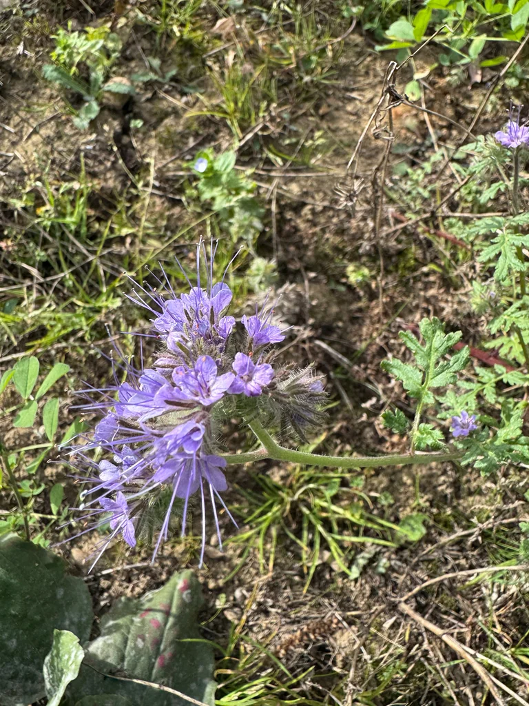 Phacelia Tanacetifolia