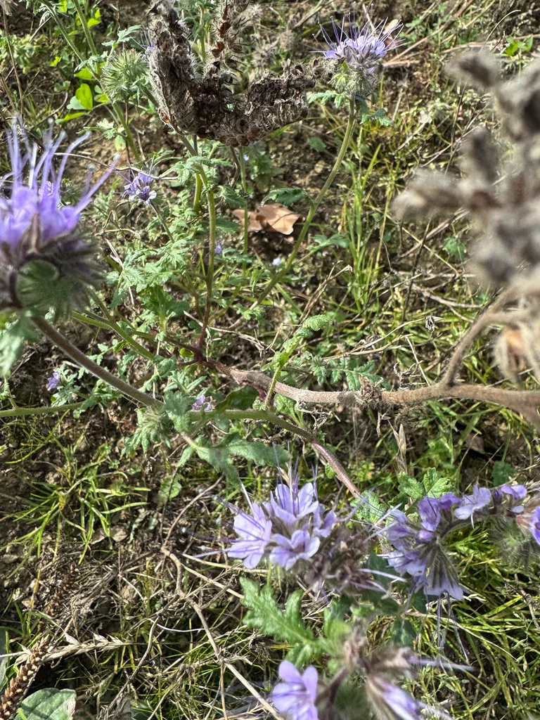 Phacelia Tanacetifolia