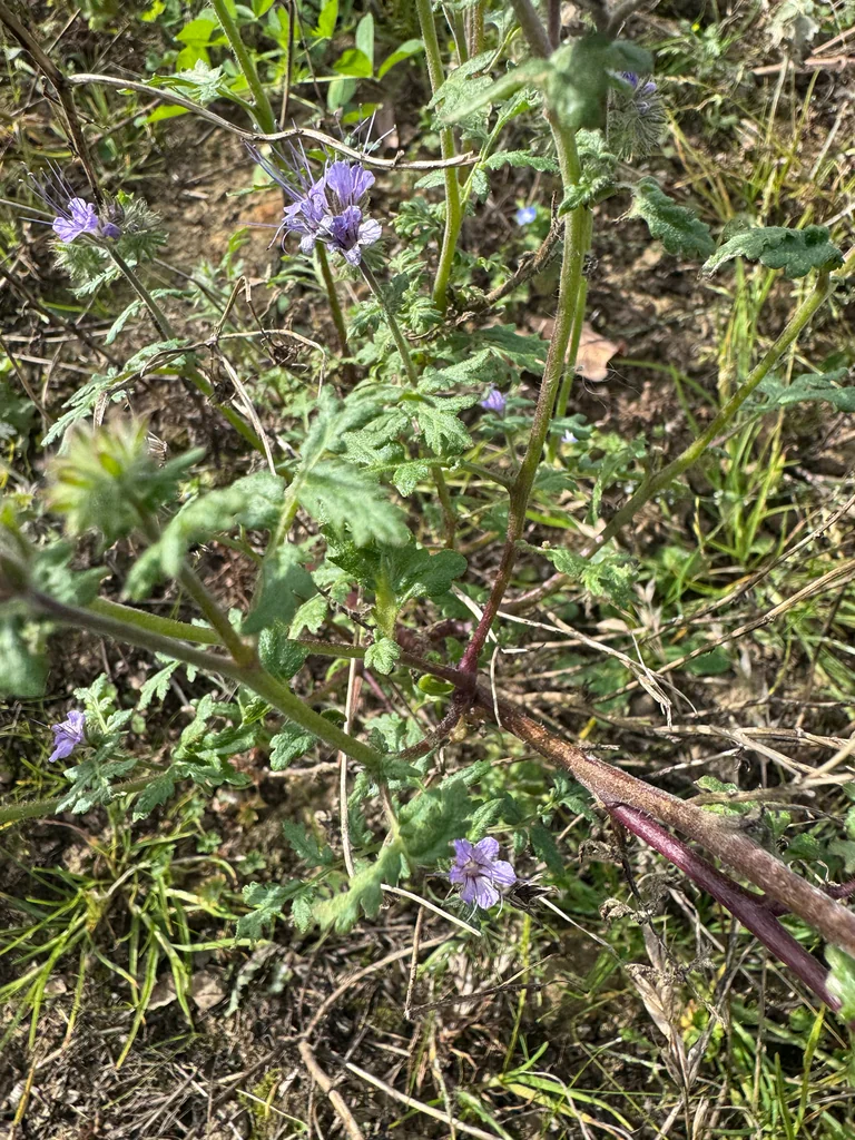 Phacelia Tanacetifolia