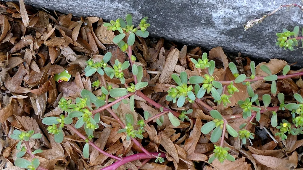 Portulaca oleracea