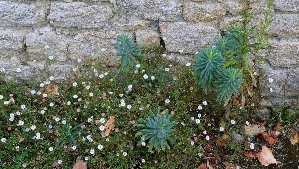 Erigeron Karvinskianus
