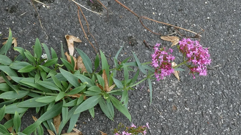 Centranthus Ruber