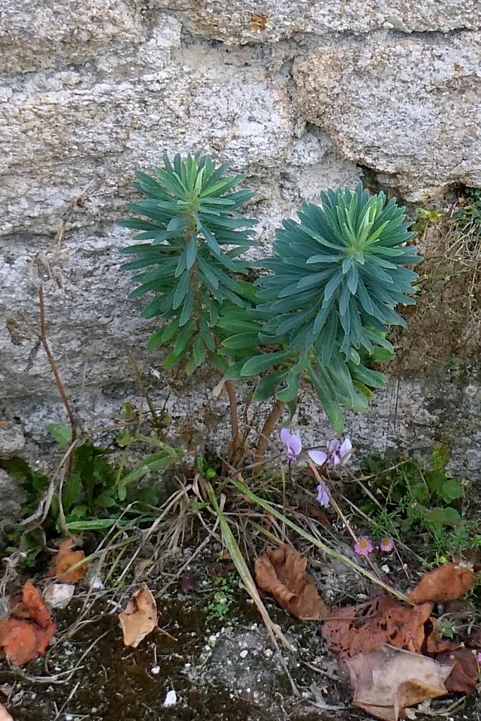Euphorbia Characias
