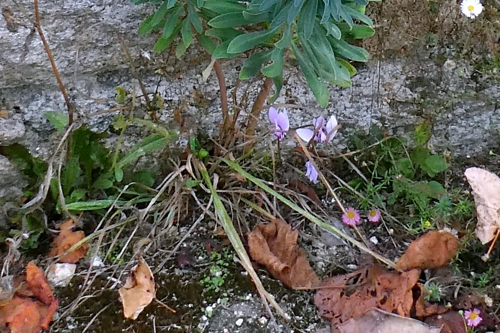 Cyclamen Hederifolium