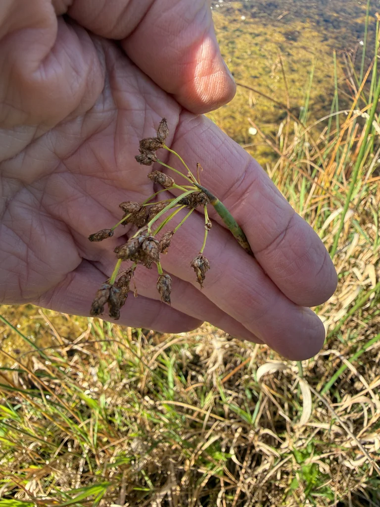 Scirpus Tabernaemontani