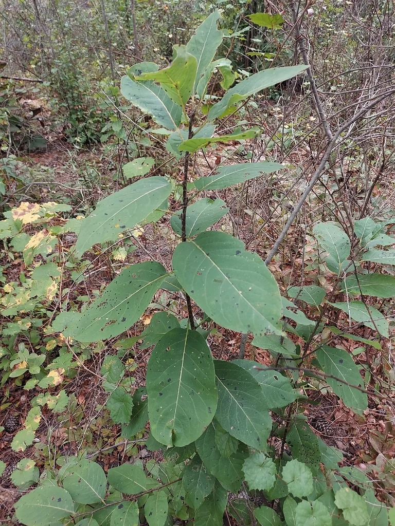 Diospyros Virginiana