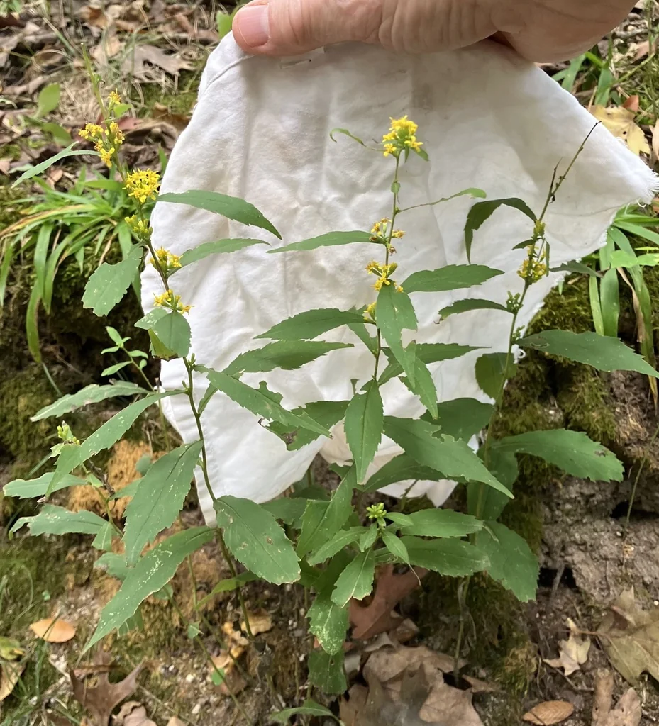 Solidago Caesia