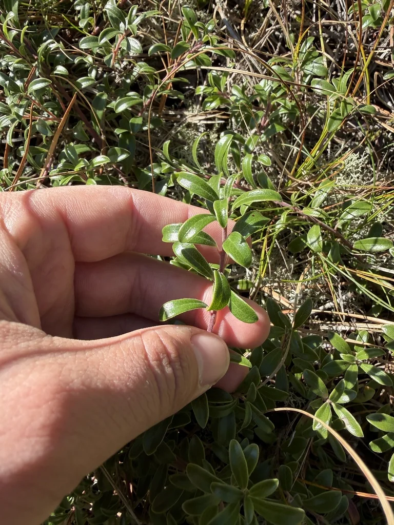 Arctostaphylos Uva-Ursi