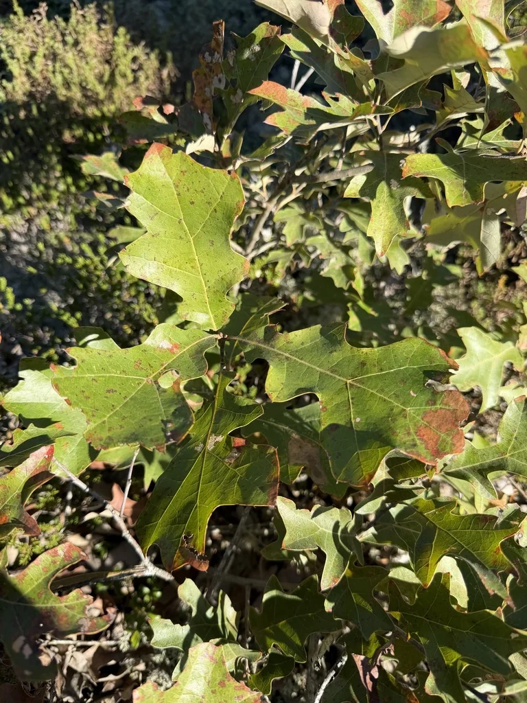 Quercus Ilicifolia