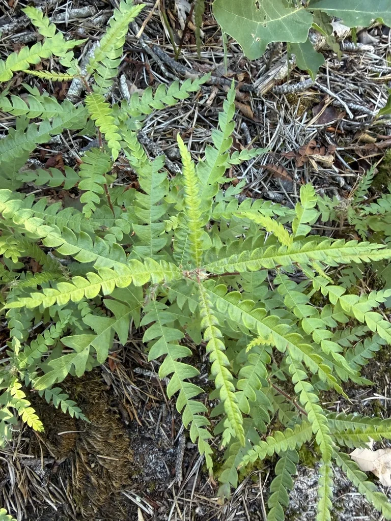 Comptonia Peregrina
