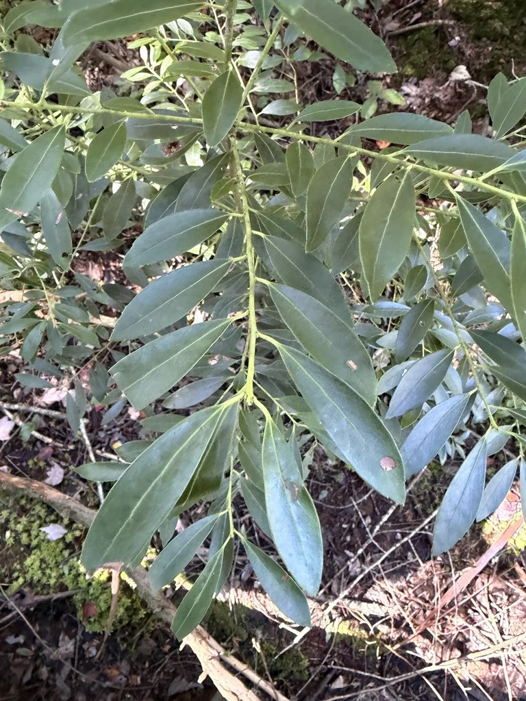 Ilex glabra