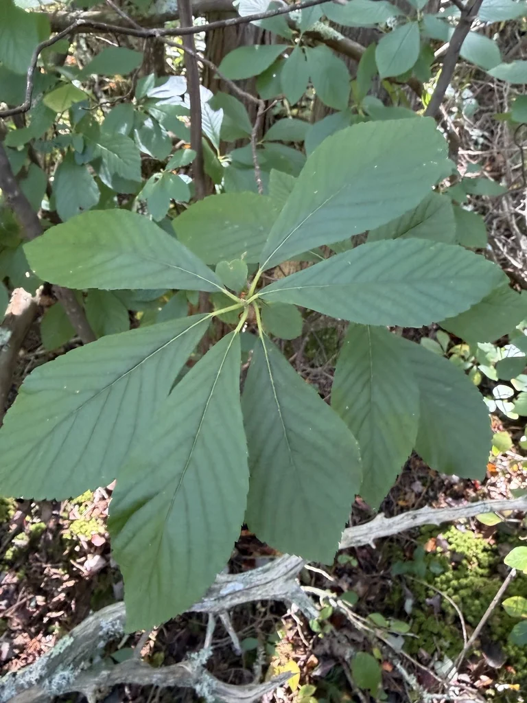 Clethra Alnifolia