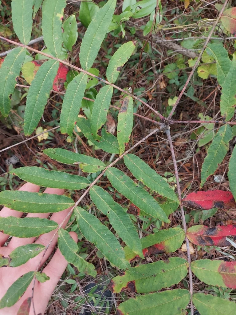 Rhus Glabra