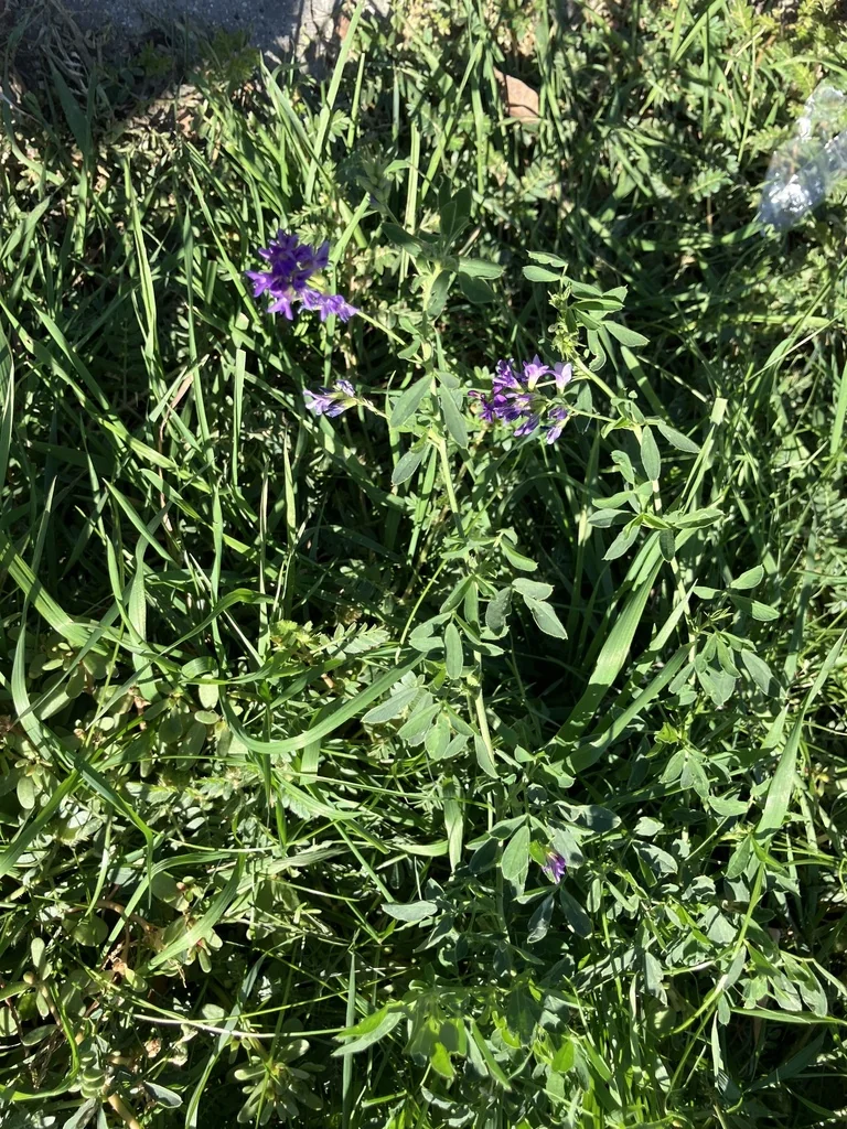 Medicago Sativa