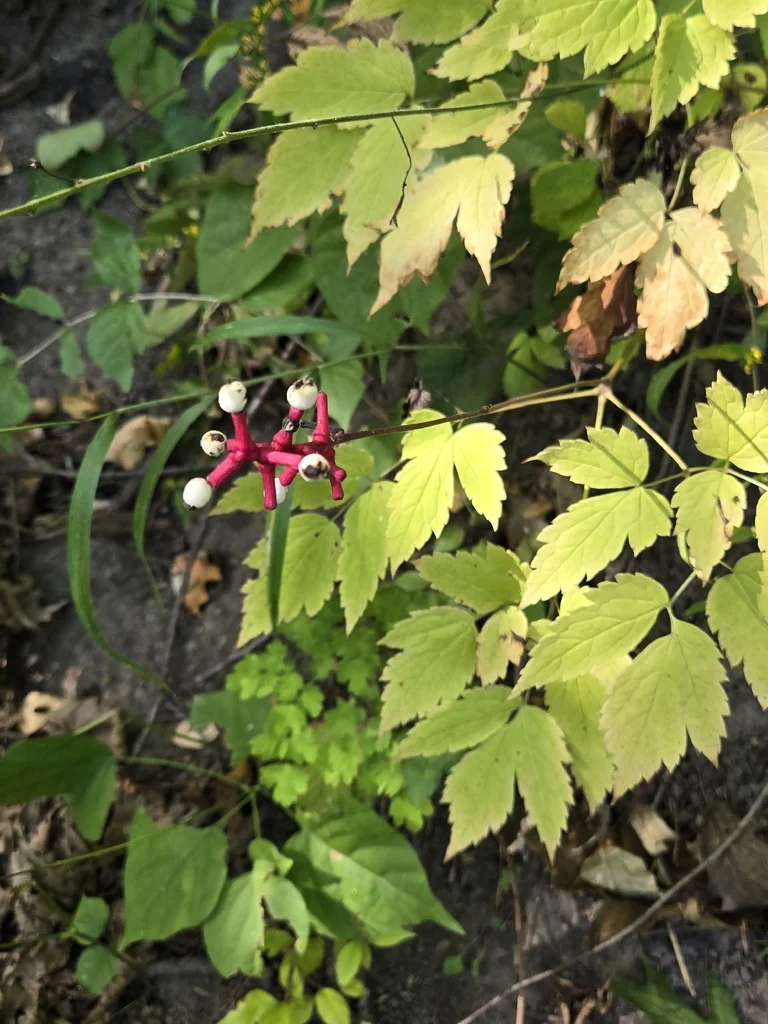 Actaea Pachypoda