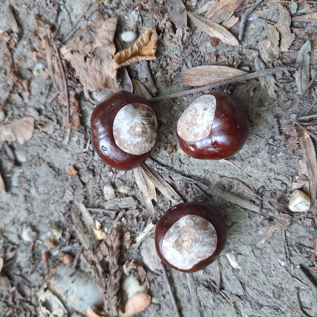 Aesculus Hippocastanum