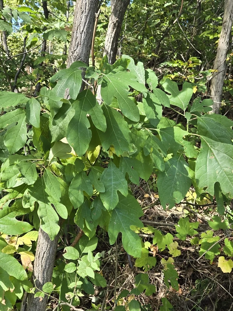 Sassafras Albidum