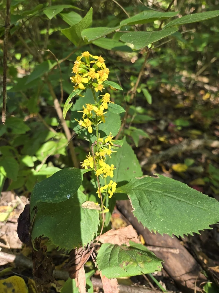 Solidago Flexicaulis
