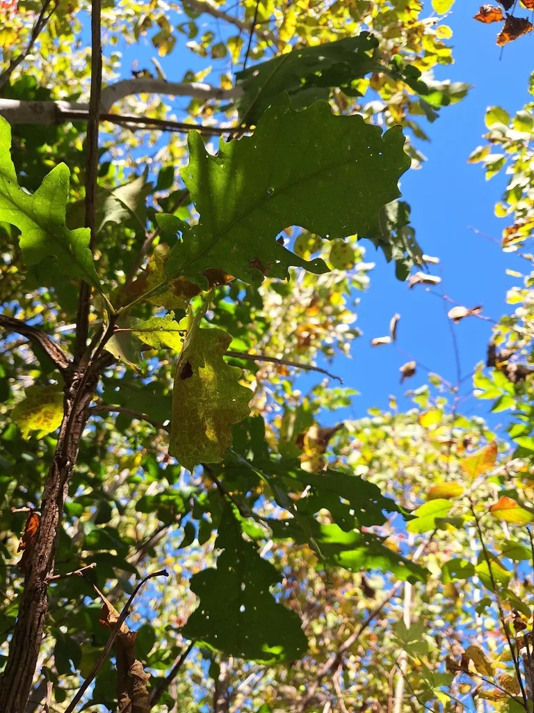 Quercus Lyrata