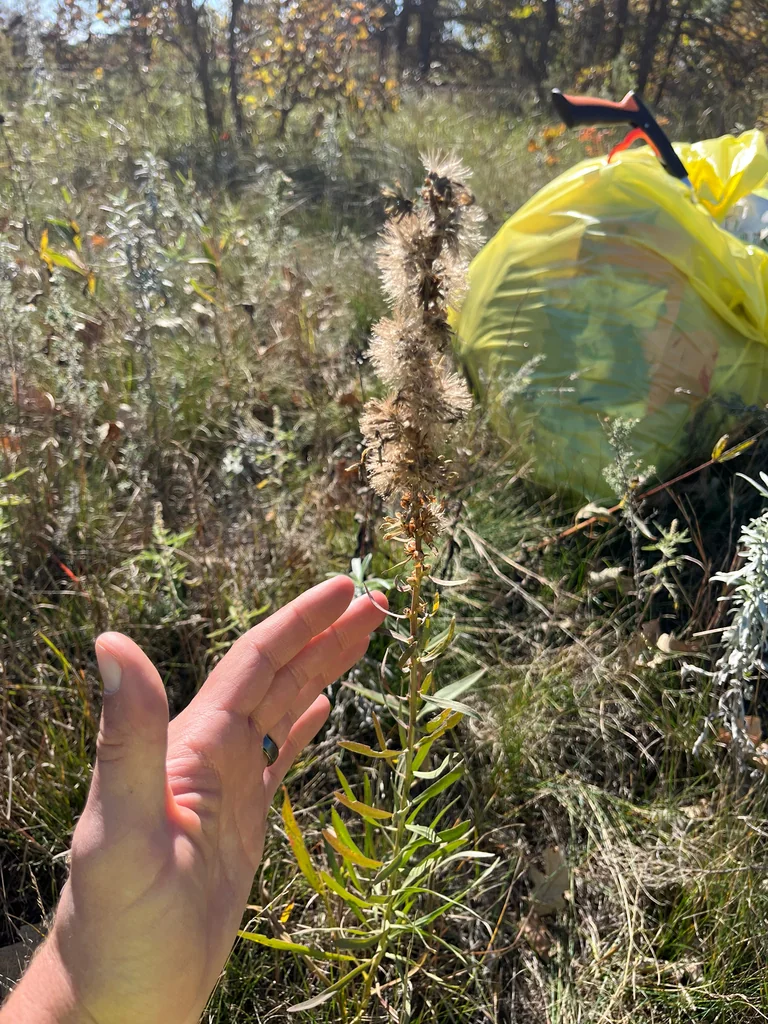 Liatris Aspera