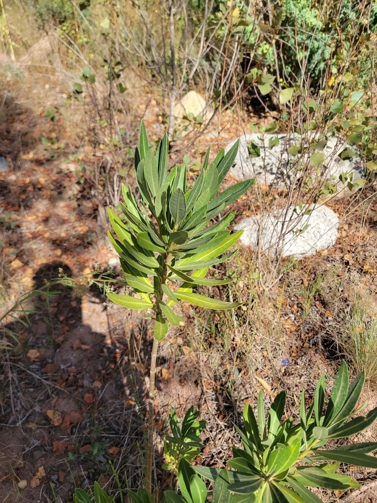 Nerium Oleander