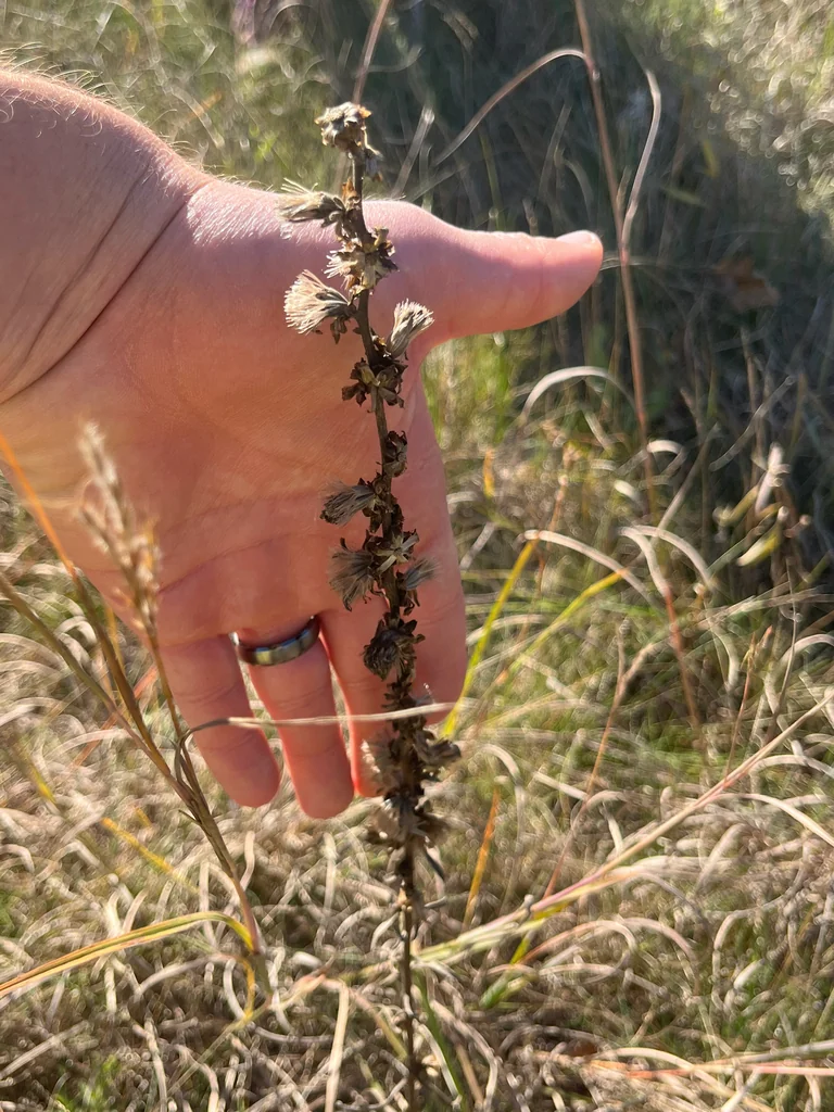 Liatris Aspera