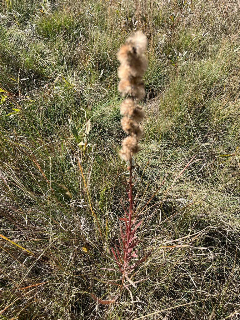 Liatris Aspera