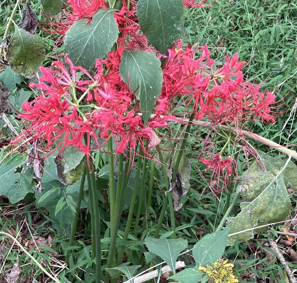 Lycoris Radiata