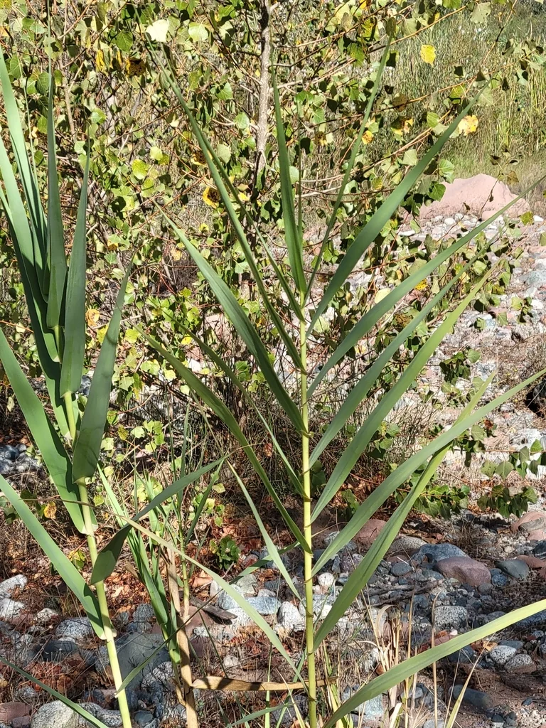 Arundo Donax