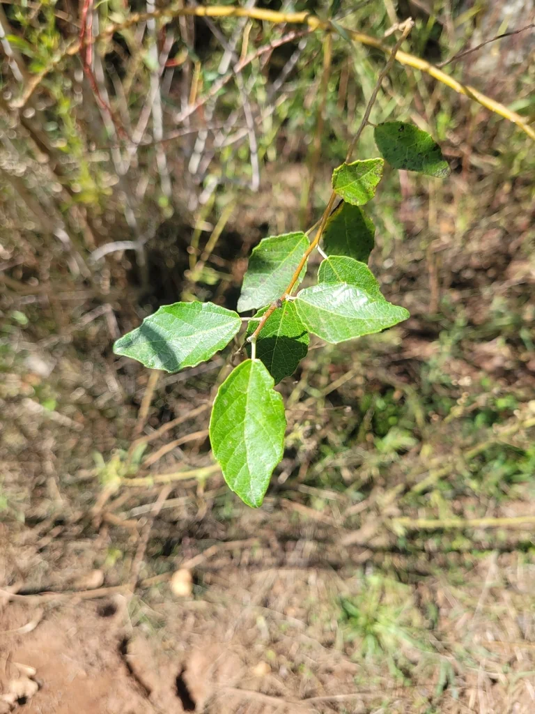 Populus Alba