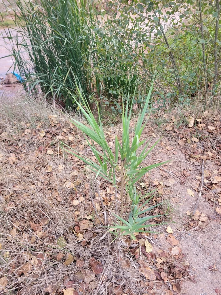 Arundo Donax